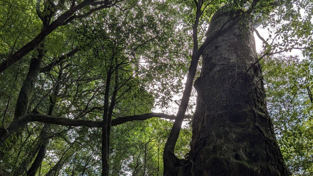 安房前岳の苔むす森の奥深くに静かにそびえ立つ、生命力あふれる屋久島の巨木