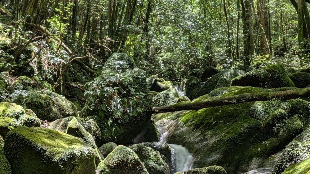 安房前岳の苔の森ゆっくりショートツアーで堪能する、静寂に包まれた緑輝く美しい苔の風景