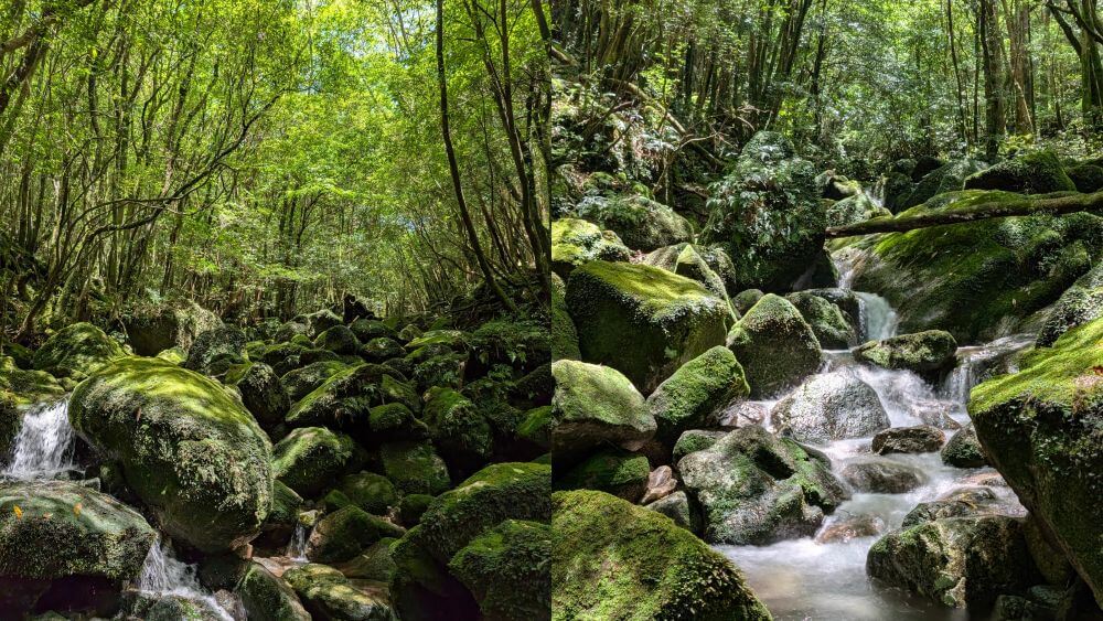 安房前岳の苔の森ゆっくりショートツアーで見られる、絹のように滑らかで美しい沢と苔の風景