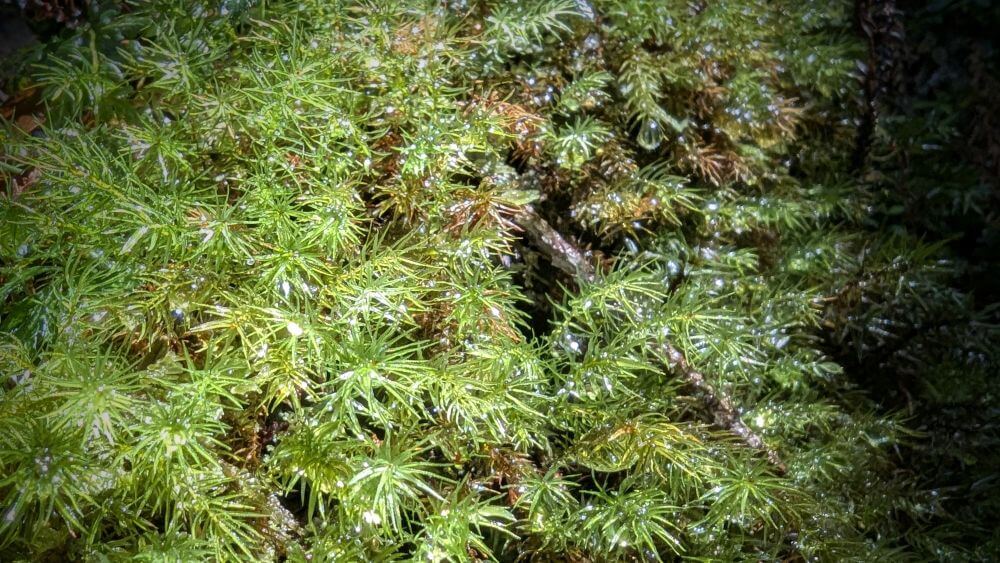 ゆっくりとしたペースだからこそじっくり観察できる、水滴をまとった美しい苔のクローズアップ