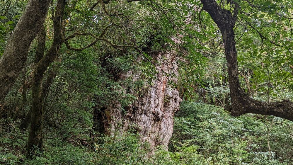 縄文杉トレッキングツアーで出会う、屋久島の深い森の中に荘厳にたたずむ縄文杉