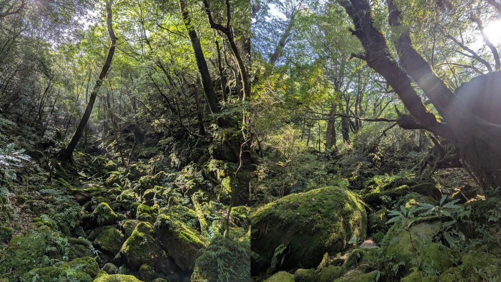 あたたかい木漏れ日が差し込み、緑色がより一層美しく輝く白谷雲水峡の苔むす森