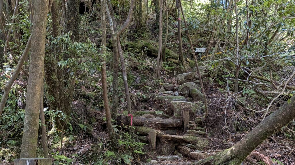 木の根が張り出し石が転がる、屋久島の奥深い自然を感じる本格的な山道