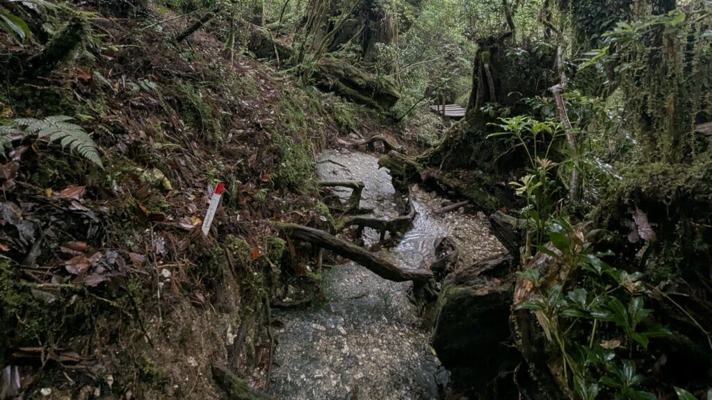 自分のペースで無理なく屋久島の自然を満喫できる緩やかな山道