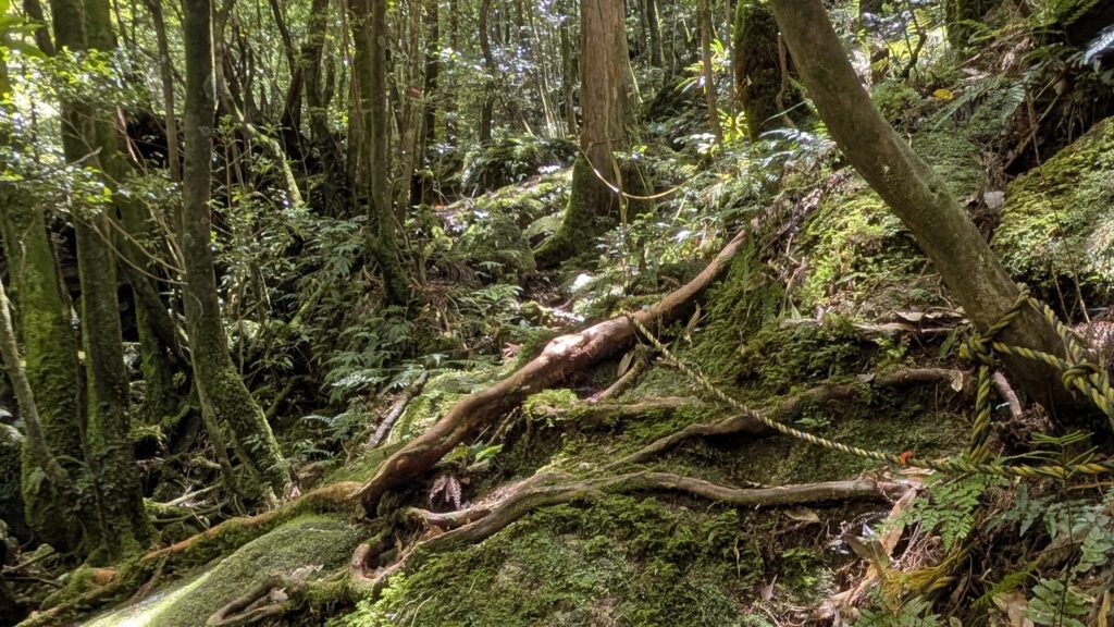 手足など全身を使って、アスレチックのように岩を掴んで登る険しい山道