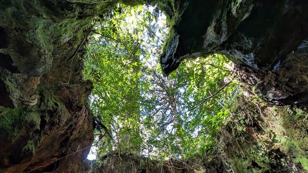 ウィルソン株ゆったりツアーで見上げる、澄んだ青空を美しく切り取るハート型の切り株