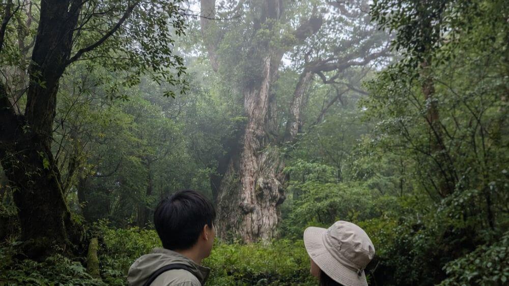 屋久島のシンボルである圧巻の縄文杉を、寄り添って見上げるカップル