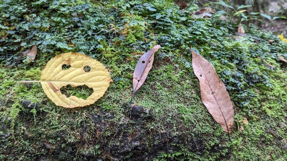 ガイドの自然解説で発見する、顔の形に穴を開けた遊び心あふれる屋久島の落ち葉