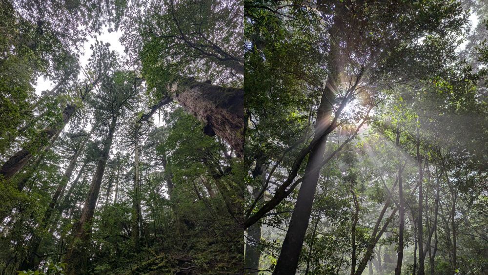 霧に包まれてさらに神秘的な雰囲気を増す、ヤクスギランドの深い巨木の森の風景