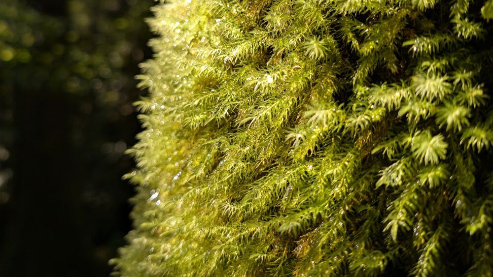ヤクスギランドの森で迎える朝、苔についた水滴が朝日に照らされてきらきらと輝く様子