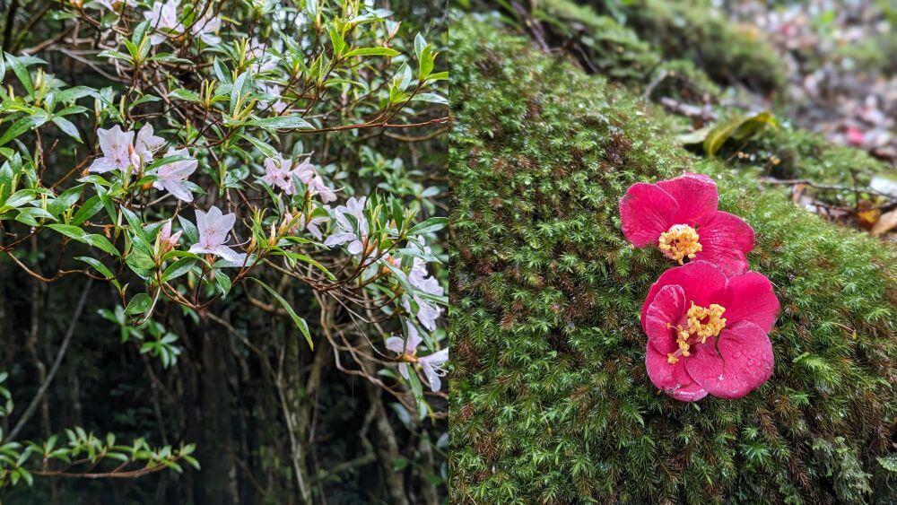 ヤクスギランドの森のトレッキングを彩る、可憐なピンク色のサクラツツジと鮮やかな赤いツバキの花