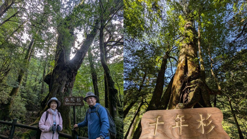 体力に不安のあるご年配の方でも安心して間近で楽しめる、ヤクスギランドの巨木と記念撮影をするご夫婦