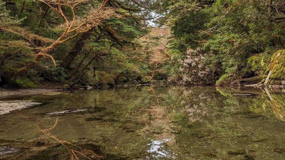 淀川ゆったりトレッキングツアーで満喫する、手つかずの自然が残る透明で美しい清流