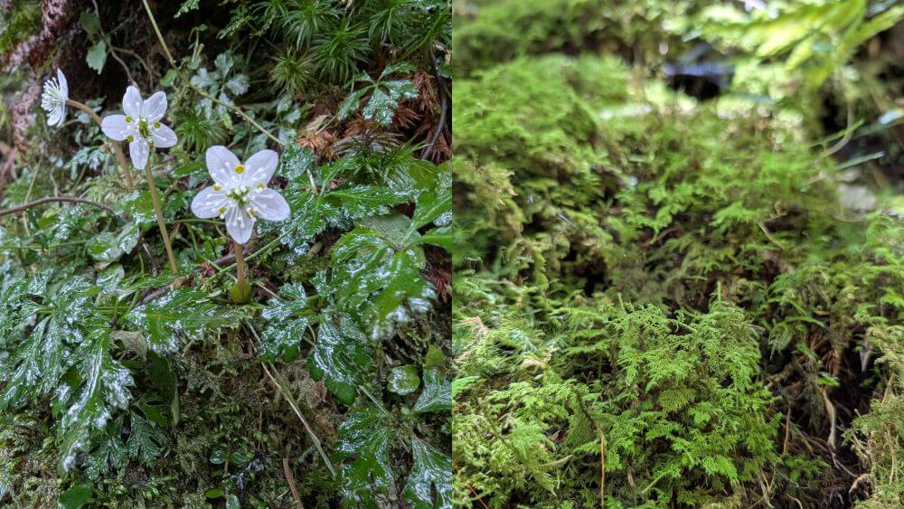 淀川周辺の豊かな自然の中で可憐に咲く、白くて美しい高山植物などの花々