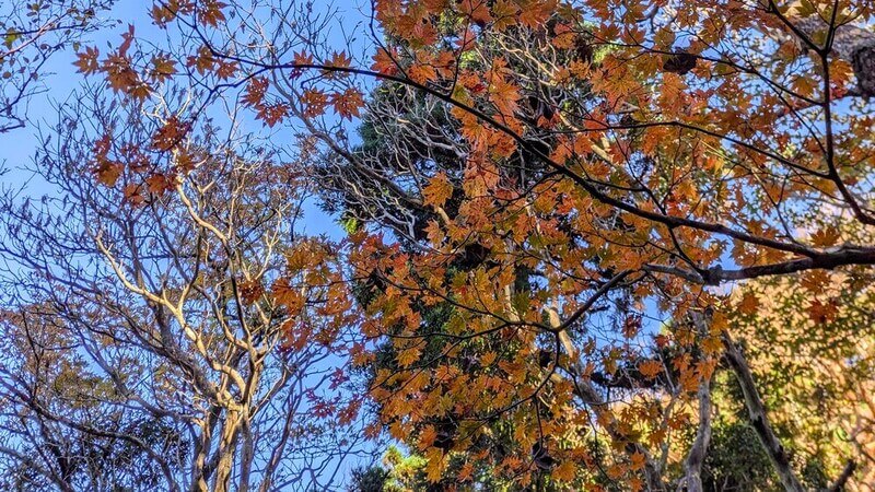 秋晴れの澄んだ青空に映える、屋久島の美しいモミジの紅葉