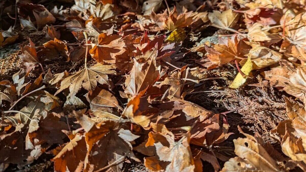秋の屋久島の森に敷き詰められた美しい紅葉の落ち葉