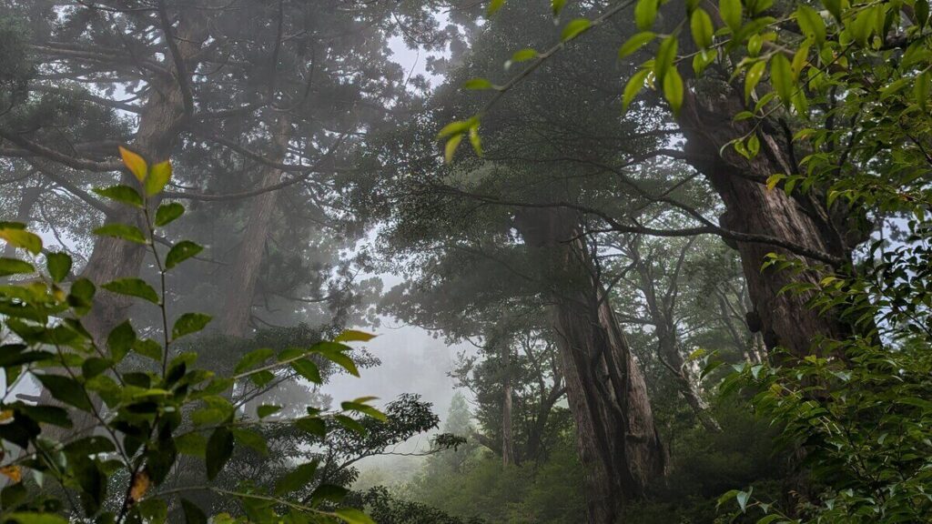 霧が立ち込める屋久島の幻想的な巨木の森。雨の日の旅行だからこそ出会える神秘的な風景。