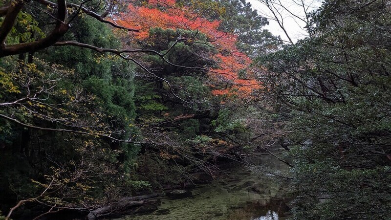 屋久島・淀川沿いの常緑樹の中にまばらに色づく奥ゆかしい紅葉
