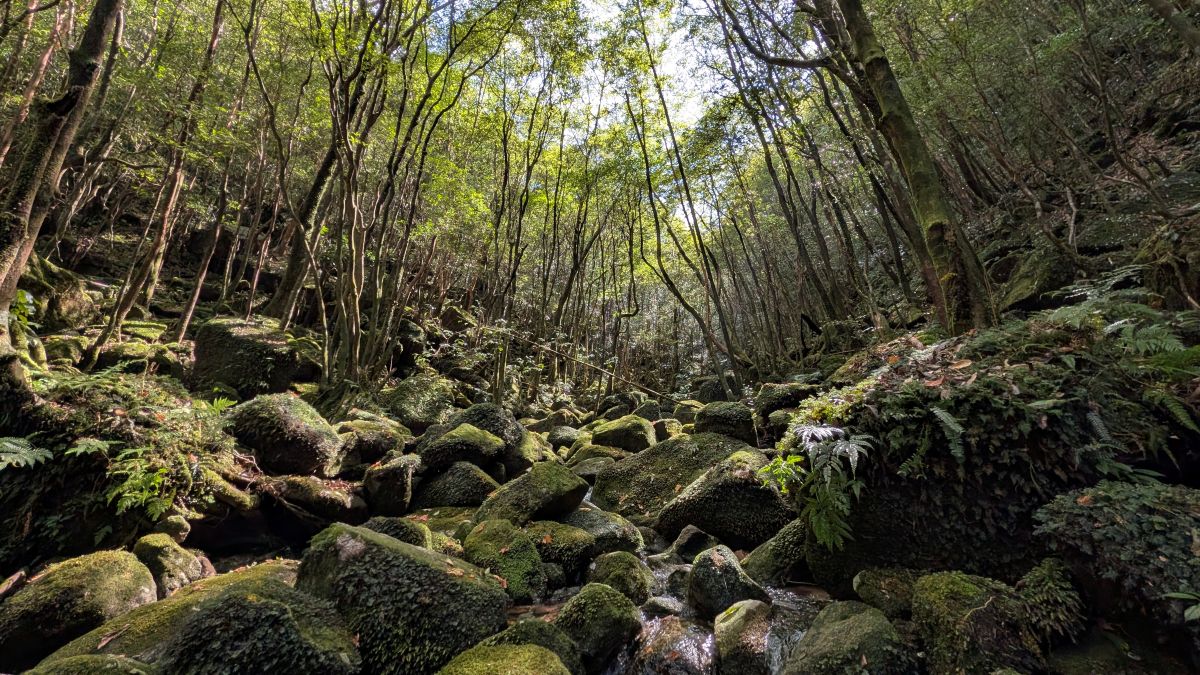 まるで映画「もののけ姫」の世界に迷い込んだかのような、安房前岳の神秘的で静寂な苔の森